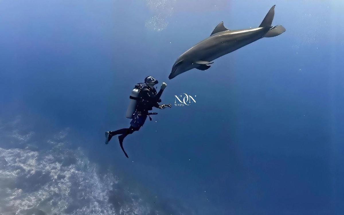 Dolphin house in Hurghada