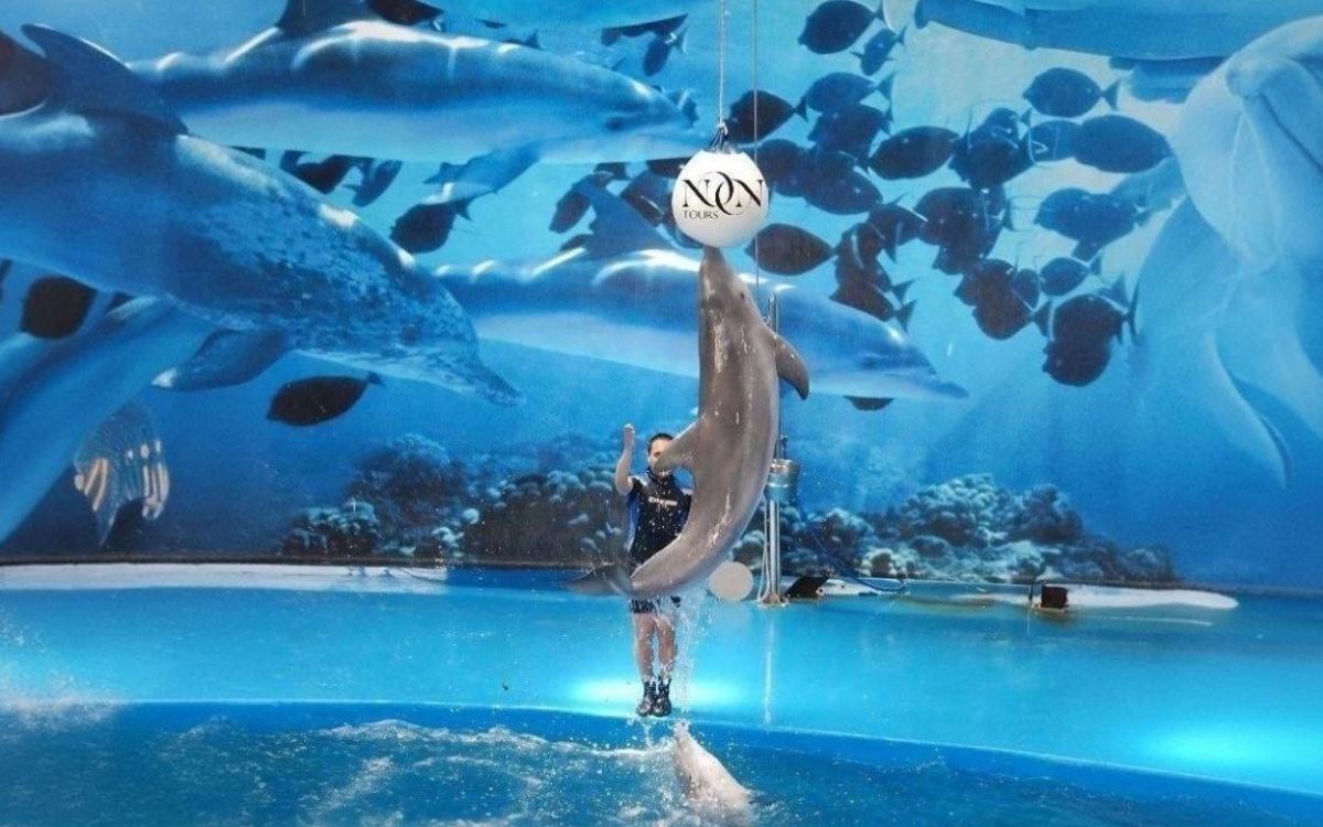 Dolphin show in Sharm El Sheikh.