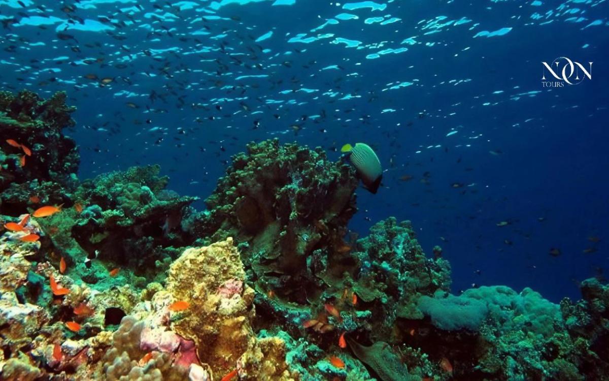 Ras Mohammed Nature Reserve by Bus