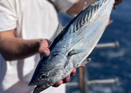 Fishing and Snorkeling from a Yacht in Hurghada