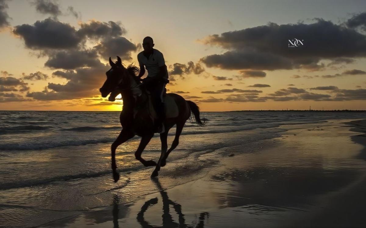 Swimming with Horses in the Sea & Riding Tour