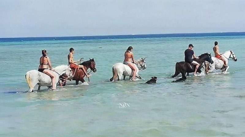 2Swimming with Horses in the Sea & Riding Tour
