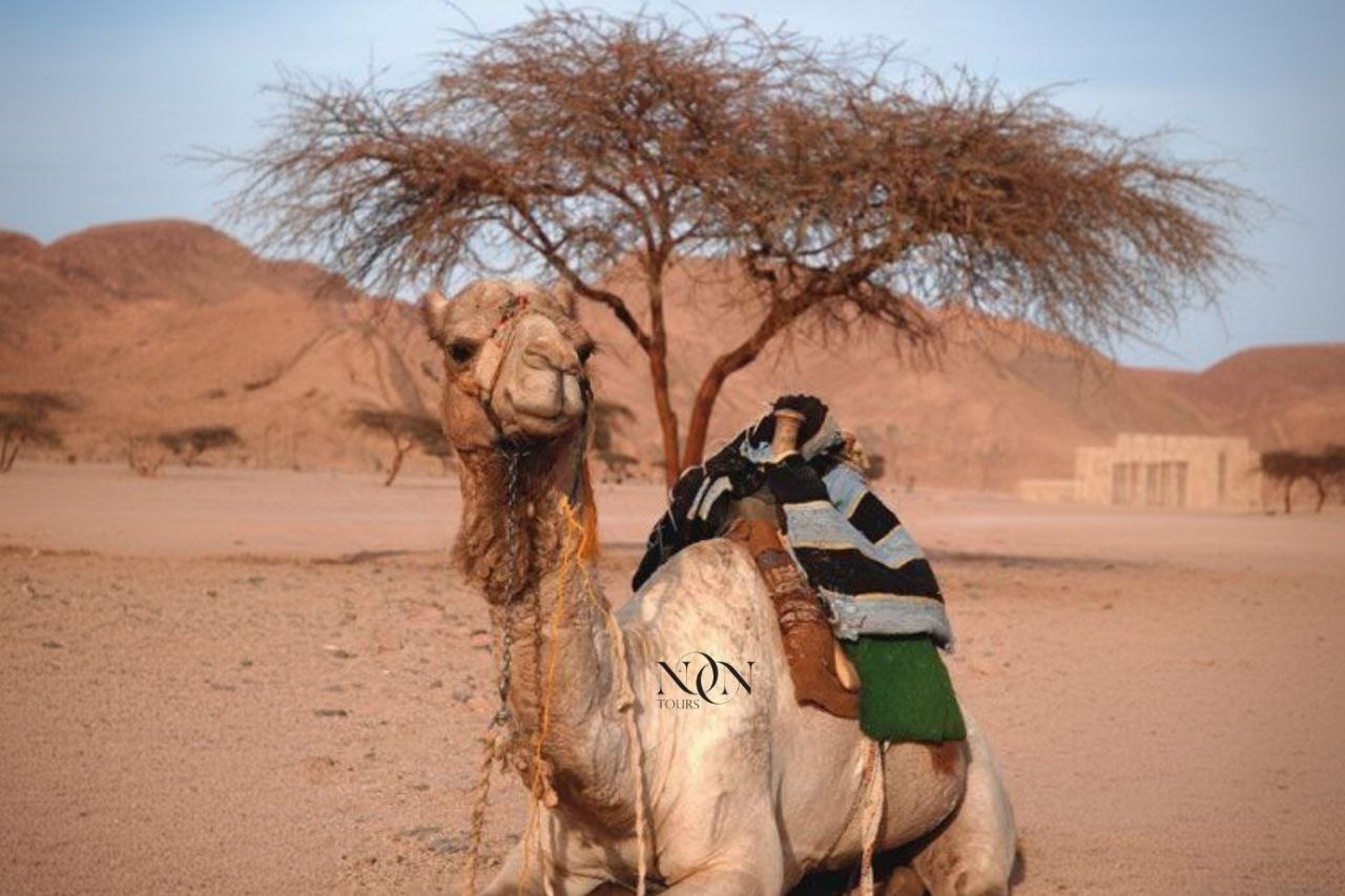 4Super Extreme in Sharm El Sheikh