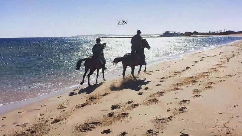 3Swimming with Horses in the Sea & Riding Tour
