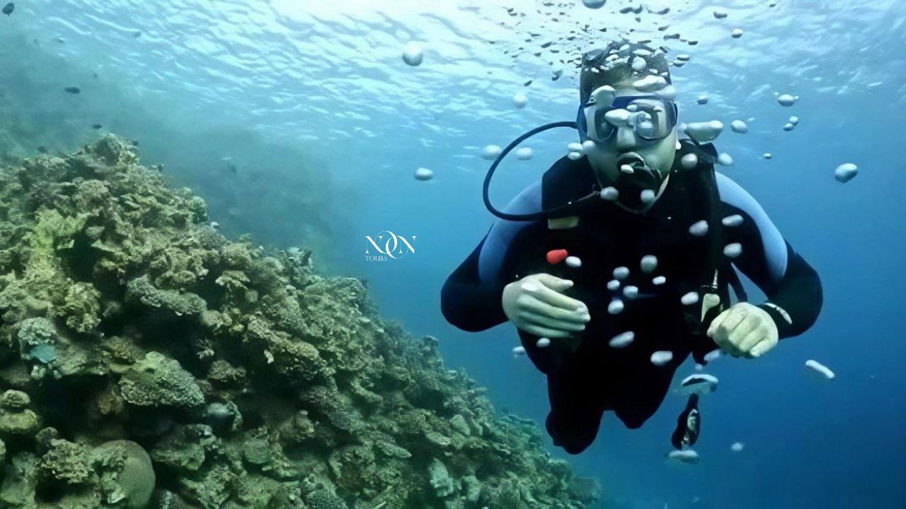 4Diving-Full-day (2 dives of 15 minutes each)