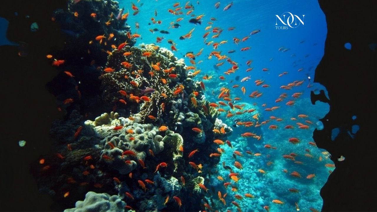 4Ras Mohammed, White Island (Diving Available)