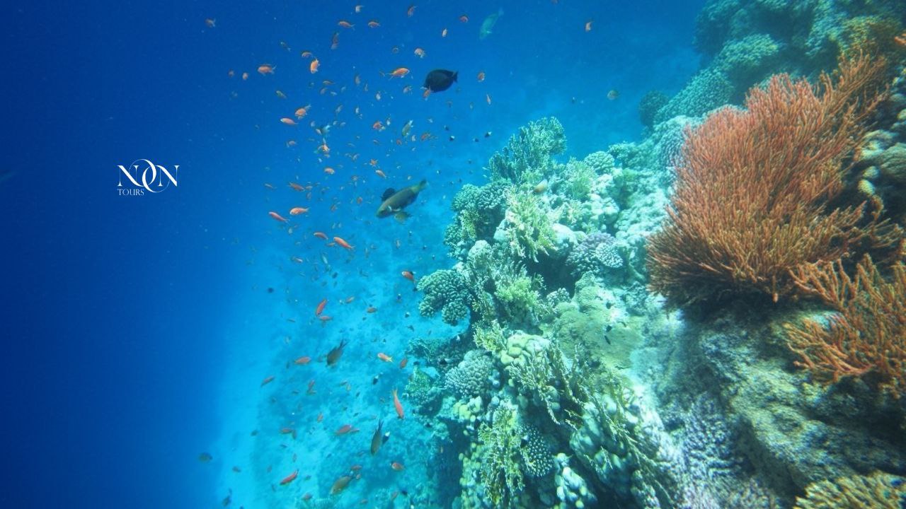 5Ras Mohammed, White Island (Diving Available)