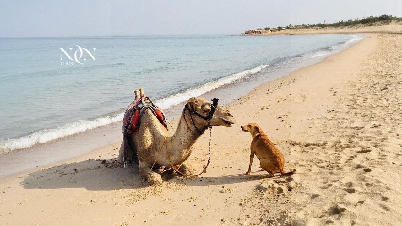 6Blue Hole – Abu Galum – Canyon (4 programs)