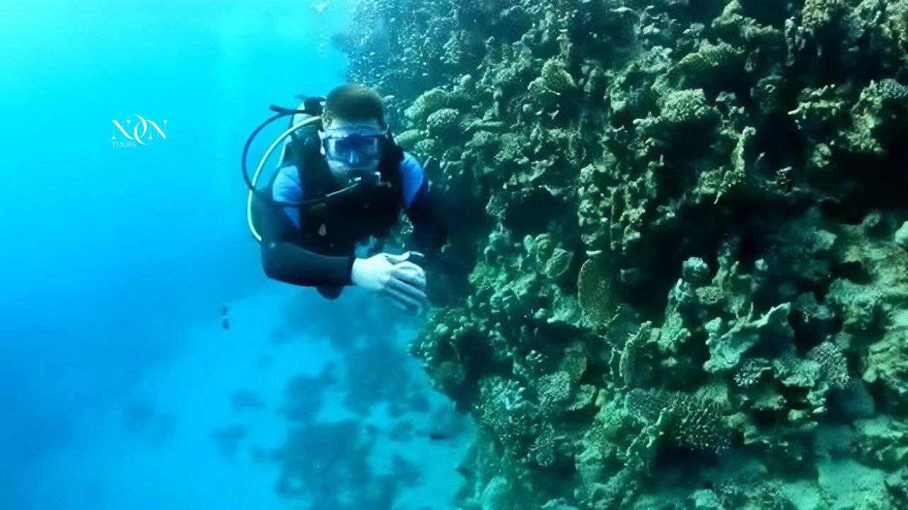 7Diving-Full-day (2 dives of 15 minutes each)