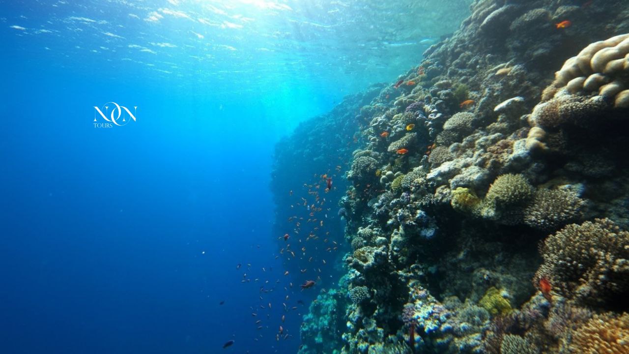 8Ras Mohammed, White Island (Diving Available)